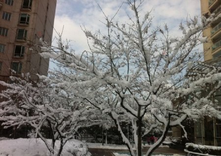 小区的春雪图片