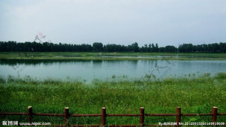 悠然的湿地图片