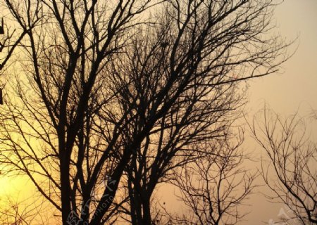 黄昏下的树影图片