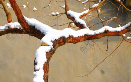 枣树上的雪图片
