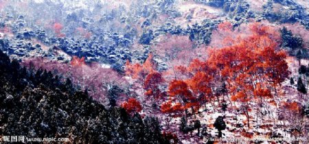 泰山冬日雪景图片