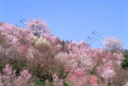 樱花图片