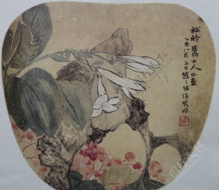 玉簪海棠图片