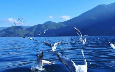 泸沽湖水鸟图片