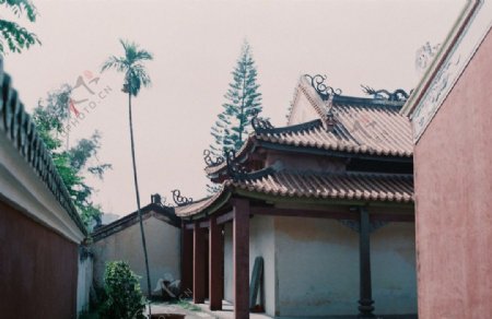学宫里的槟榔树图片