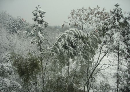 雪景竹子树林图片