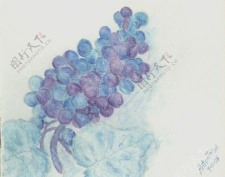 葡萄水彩画图片