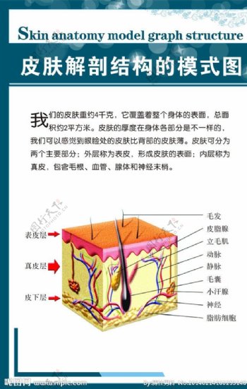 皮肤解剖结构图图片