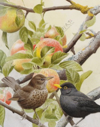 鸟雀与苹果图片