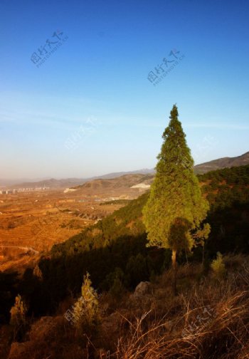 山坡上的松树图片