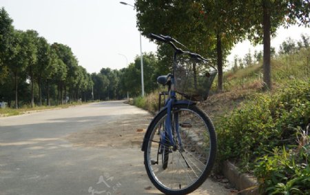 校园内的自行车图片