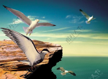 礁石海鸥图片