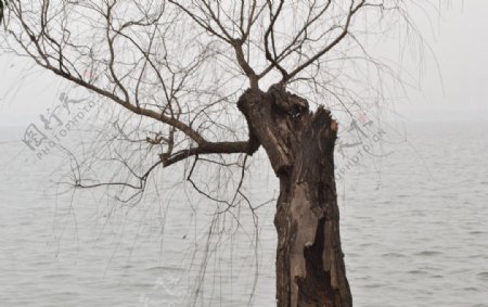东湖旁的枯树图片