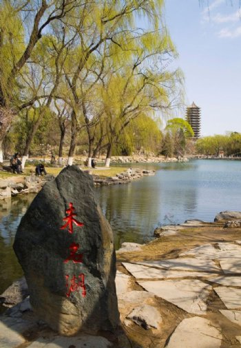 北京大学北京大学树木柳树清水图片