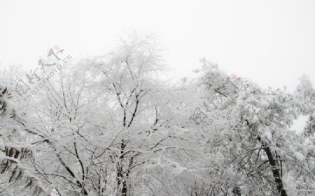雪松雪树图片