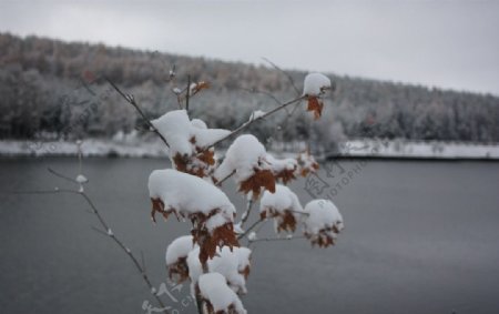 秋雪图片