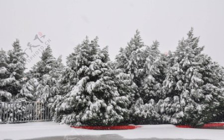 冬天森林雪后美景图片
