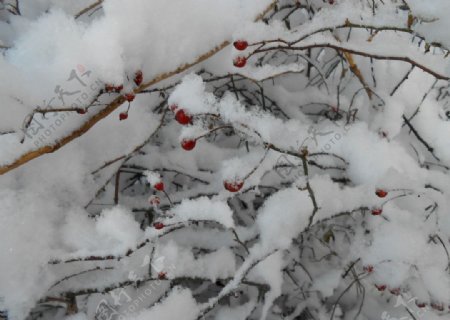 雪下树枝图片