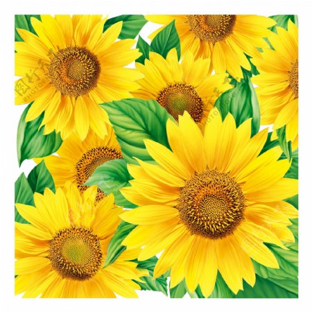 太阳花向日葵画纸图片