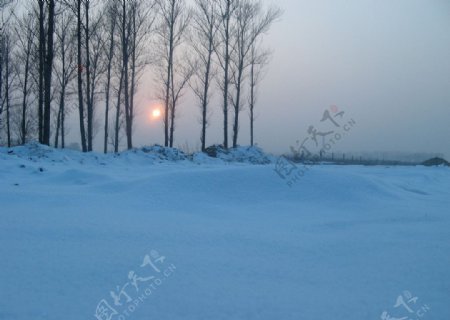 雪天树林边图片