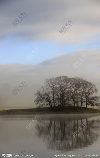 湖边树从图片