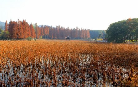 东湖风景图片