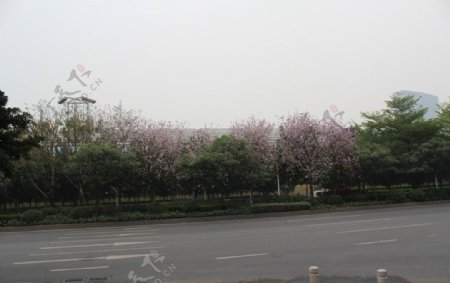 马路边的盛开的樱花图片