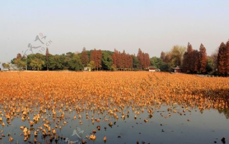 东湖风景图片