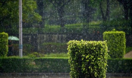 细雨图片