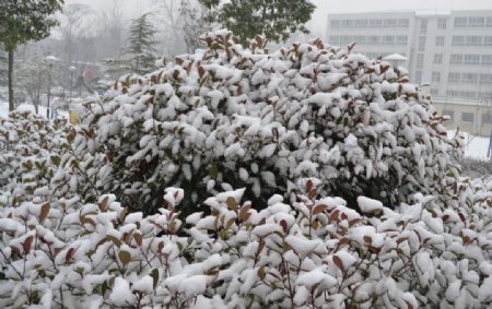 雪景图片