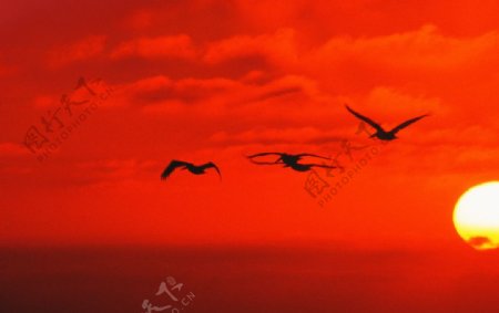 太阳彩云海鸥图片