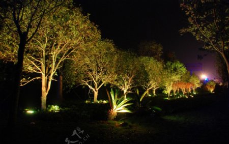 夜景树LED夜景照明图片