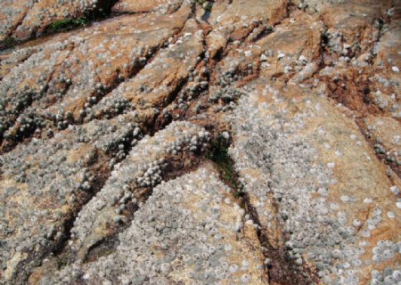 海滩石块图片