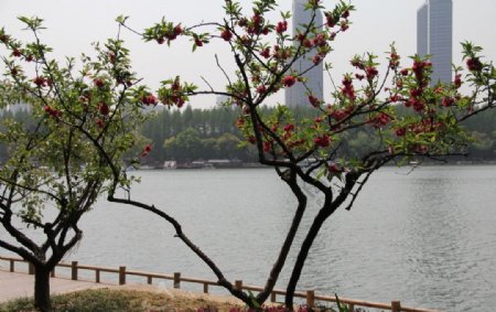 玄武湖畔的树图片