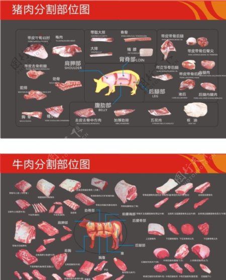 猪肉及牛肉分割图图片