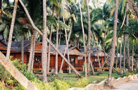 椰林木屋图片