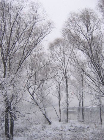 雪景图片