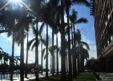 椰林阳光图片