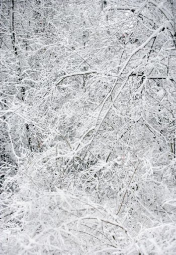 冬季雪景高清图片