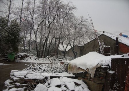 2010年家乡雪景图片