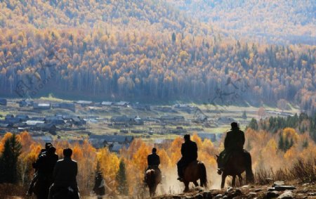 新疆喀纳斯禾木秋色图片