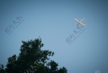 飞机与树图片