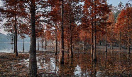 东山红树林图片