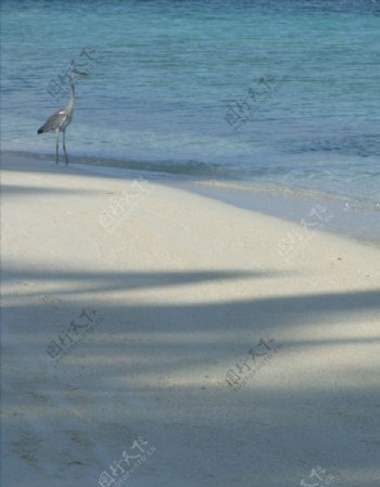 苍鹭海滩沙滩水波图片