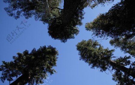 蓝天下的大树图片