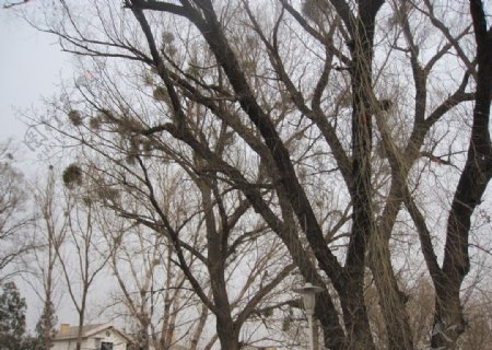 树上冬青图片