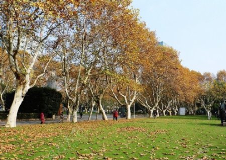 校园秋景图片