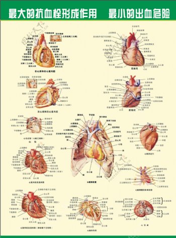 心脏图图片