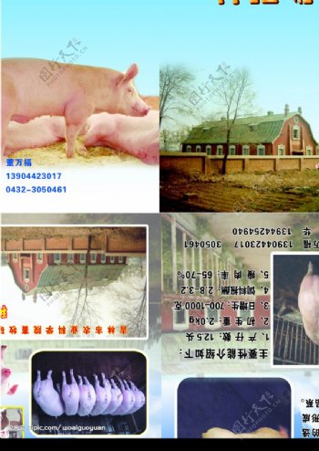 养猪的画册图片
