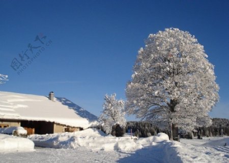 雪后的树图片